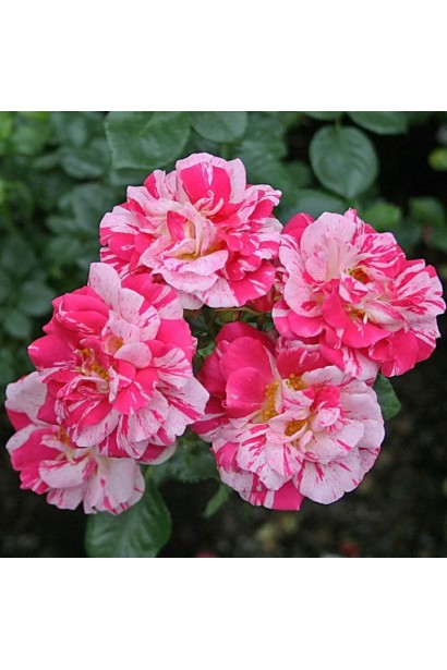 Роза биколор Твист